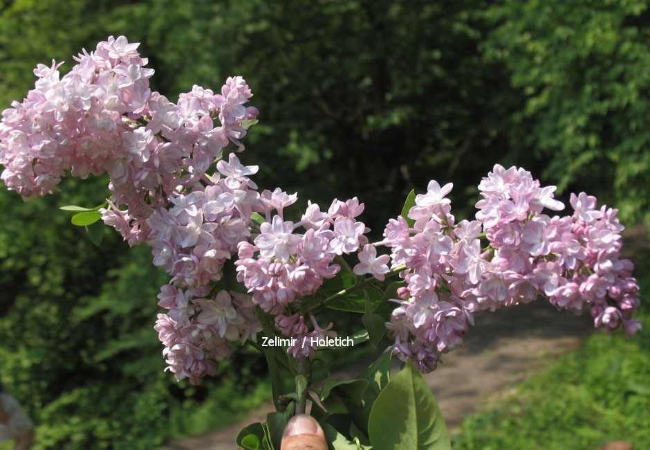 Syringa 'Coral' (86195)
