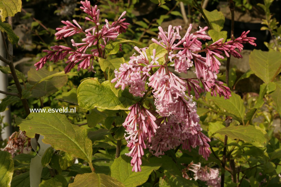 Syringa 'Goplana' (38336)