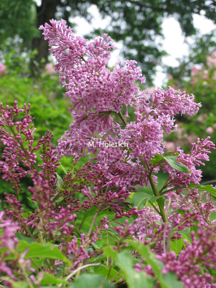 Syringa 'Nike' (81516)