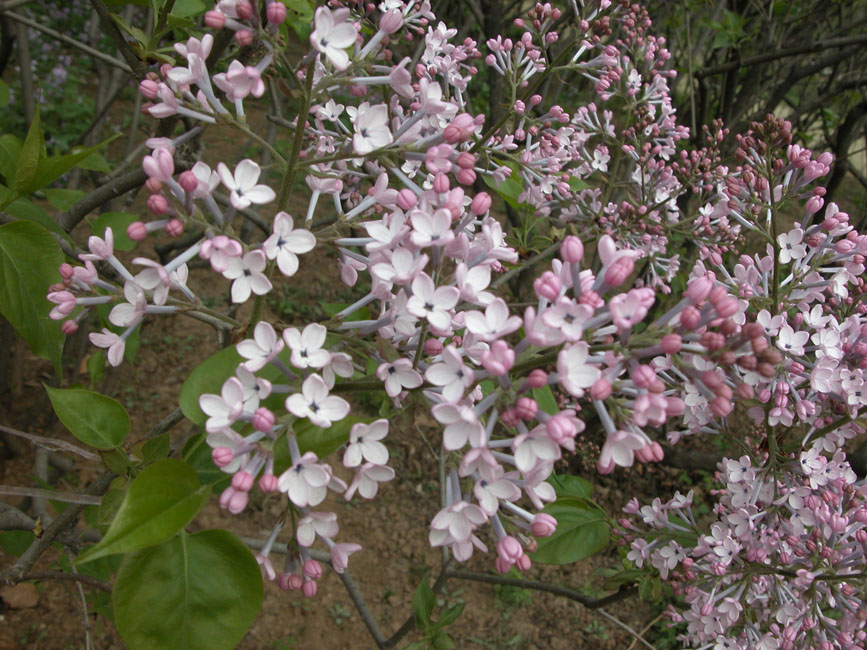 Syringa oblata (86187)