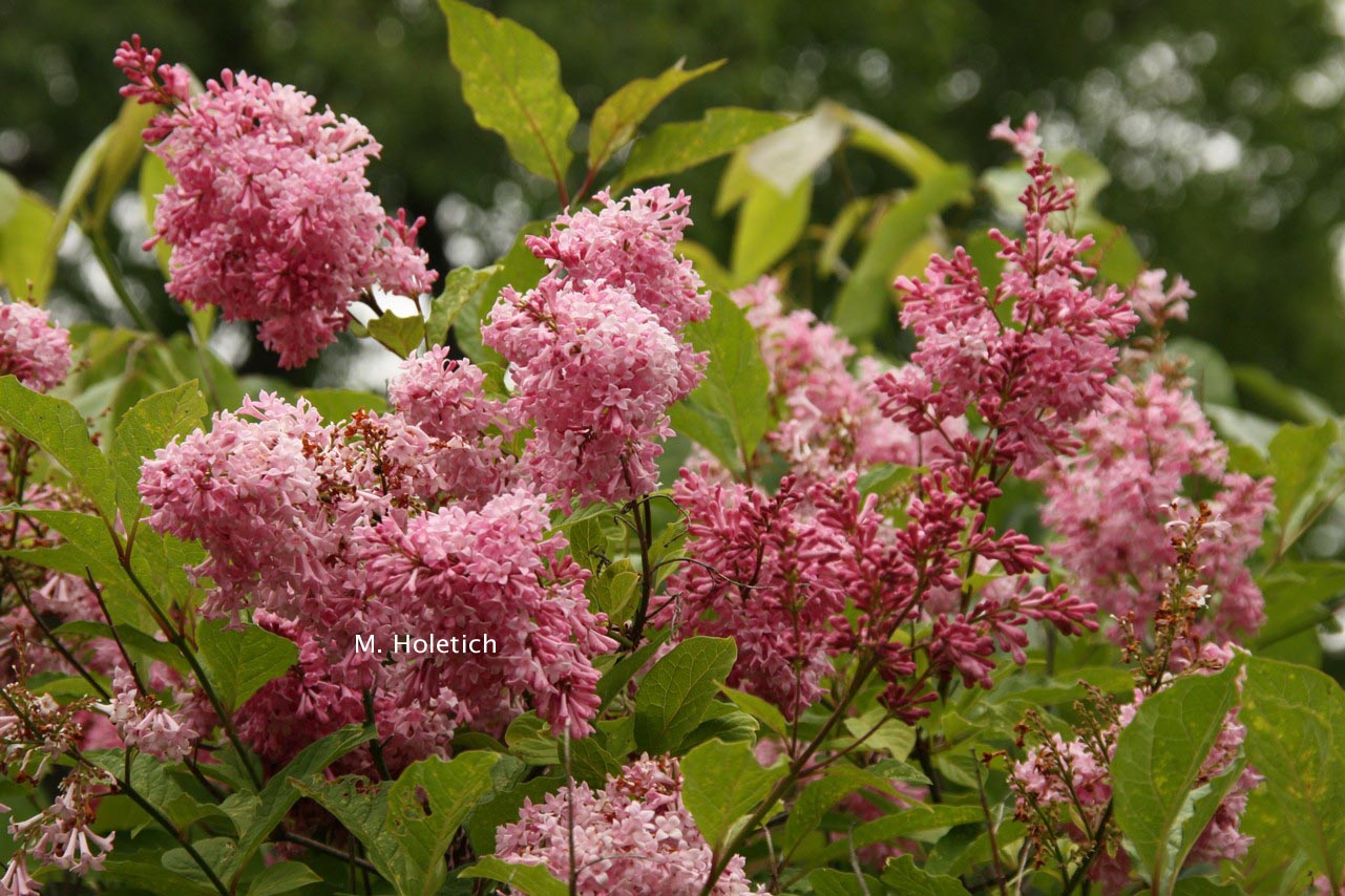 Syringa prestoniae 'Ferna Alexander' (81523)