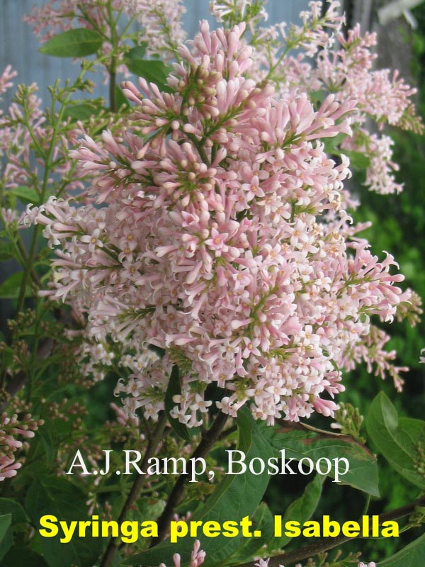 Syringa prestoniae 'Isabella' (87314)