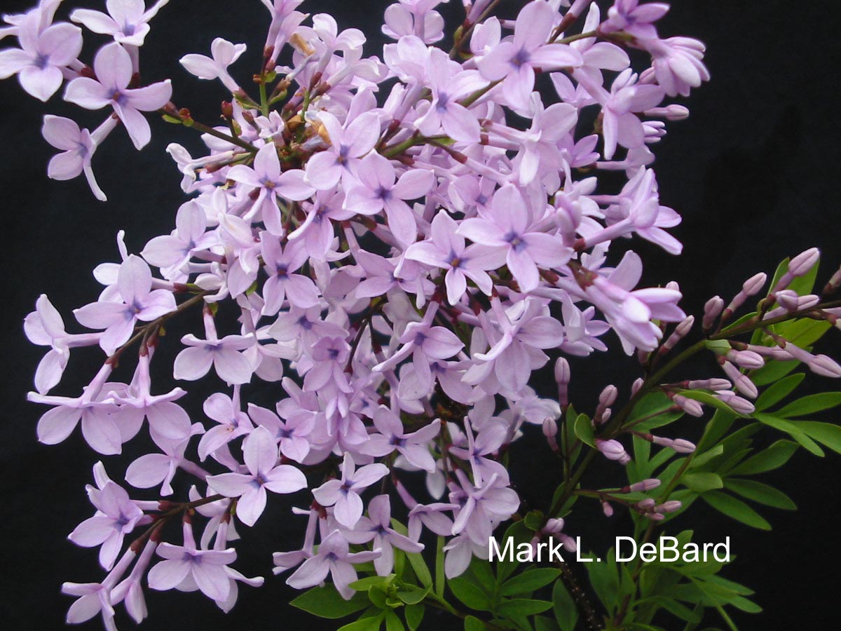 Syringa protolaciniata (76529)