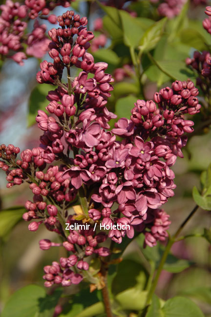 Syringa vulgaris 'Hugo de Vries' (86191)