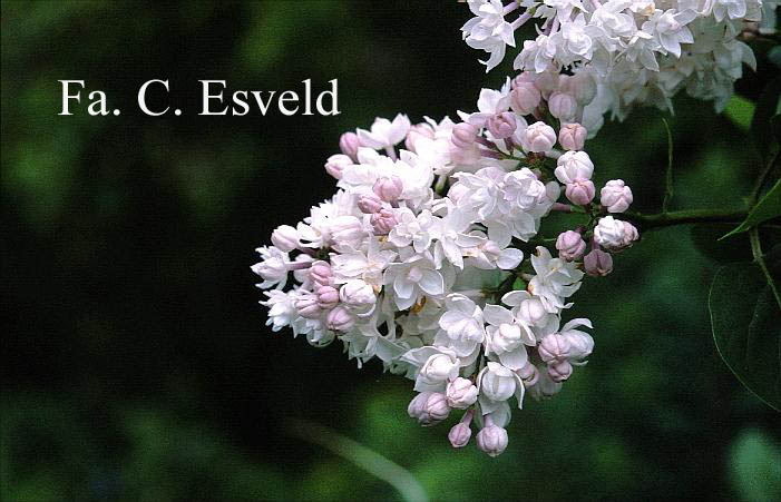 Syringa vulgaris 'Krasavitca Moskvy' (BEAUTY OF MOSCOW) (14464)