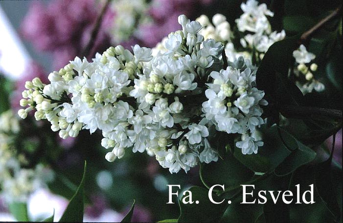 Syringa vulgaris 'Miss Ellen Willmott'