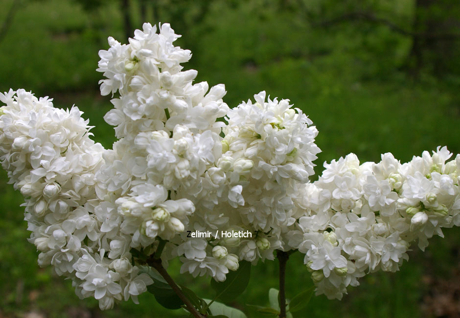 Syringa vulgaris 'Souvenir d'Alice Harding' (86188)