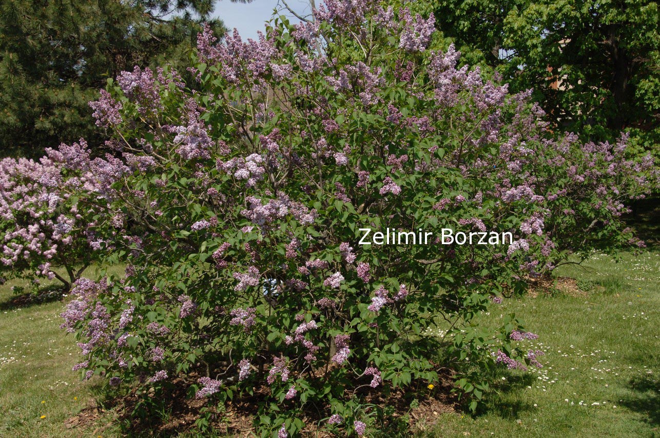 Syringa vulgaris 'Victor Lemoine'