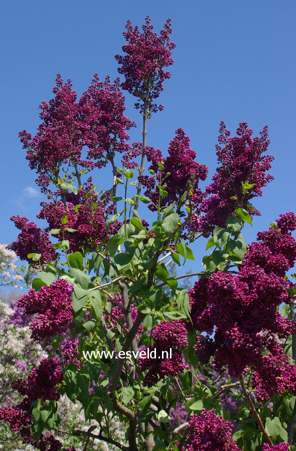 Syringa vulgaris 'Znamya Lenina' (BANNER OF LENINA)