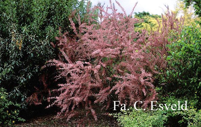 Tamarix ramosissima 'Pink Cascade'