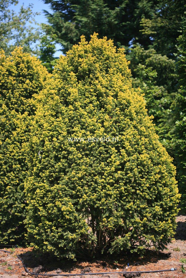 Taxus baccata 'Barronii' (23341)