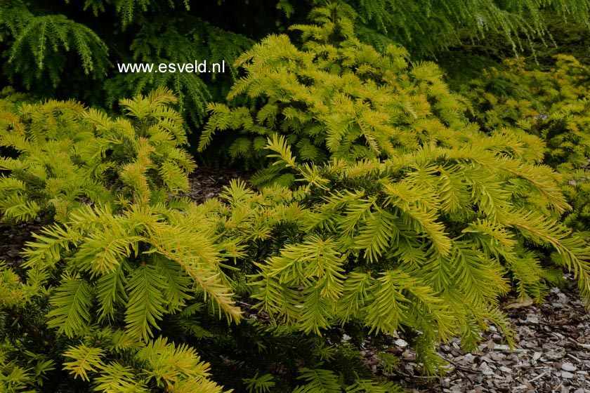 Taxus baccata 'Goudelsje' (B6488)