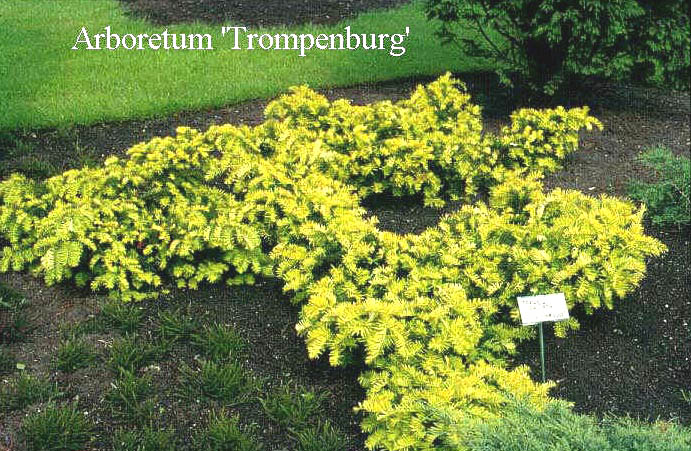 Taxus baccata 'Summergold' (50483)