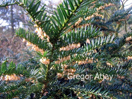 Taxus media 'Nidiformis' (53614)