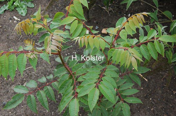 Tetradium glabrifolium