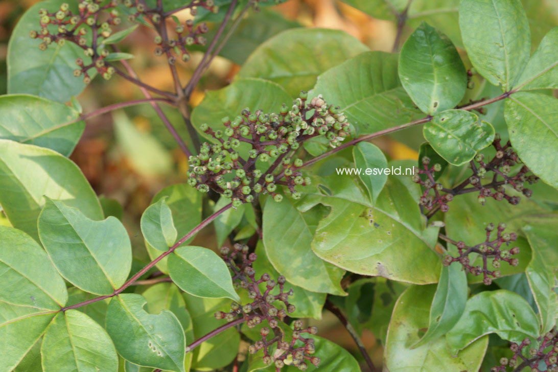 Tetradium ruticarpum