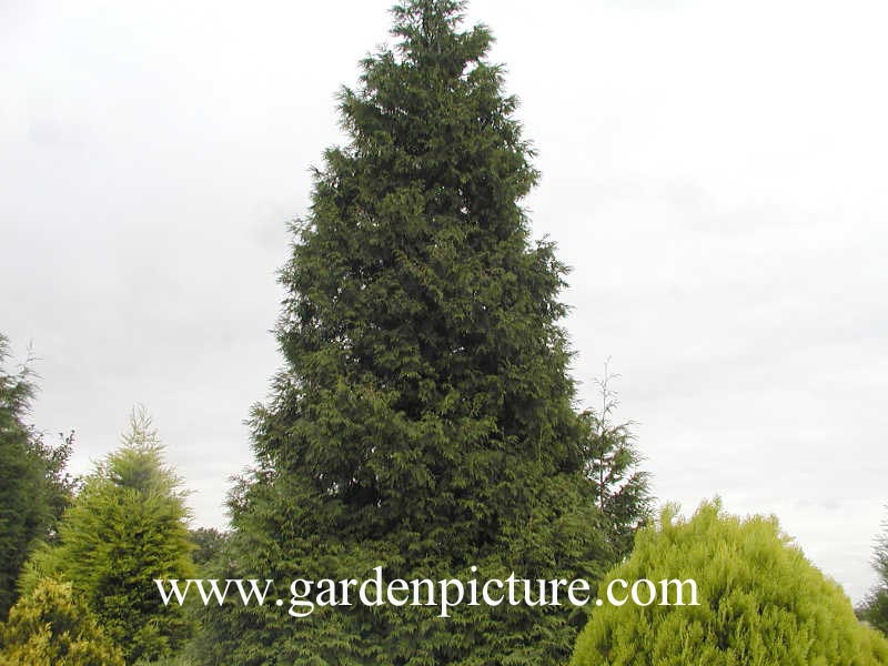 Thuja plicata 'Excelsa' (65373)