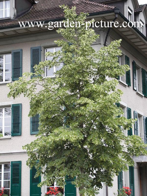 Tilia americana 'Nova' Tilia americana 'Nova'