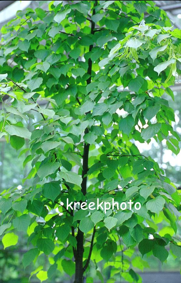 Tilia europaea 'Pallida' Tilia europaea 'Pallida'