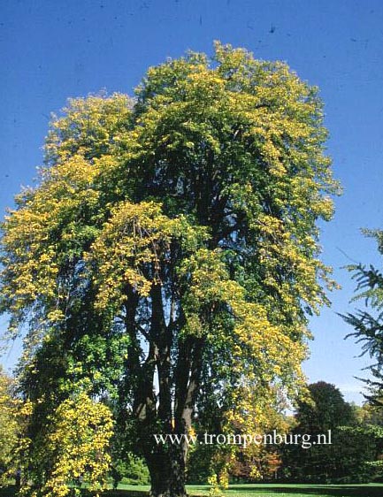 Tilia tomentosa 'Pendula' Tilia tomentosa 'Pendula'