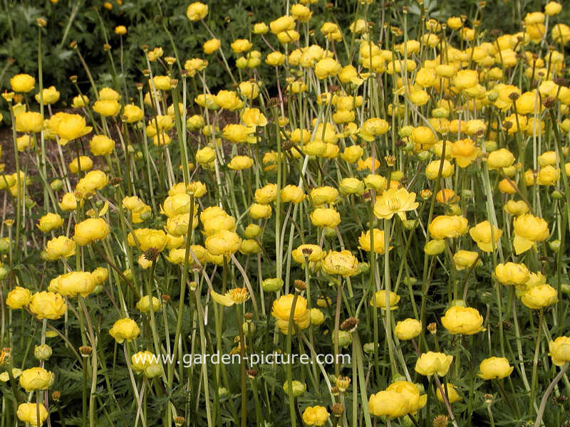 Trollius 'Goldquelle' Trollius 'Goldquelle'