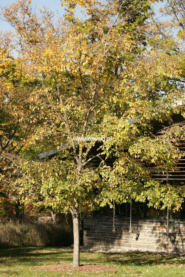 Ulmus davidiana var. japonica Ulmus davidiana var. japonica