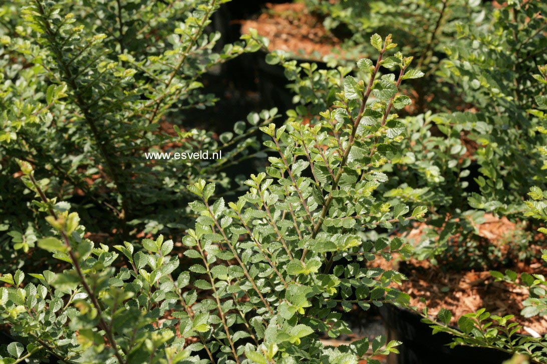 Ulmus parvifolia 'Sagei' (79559)