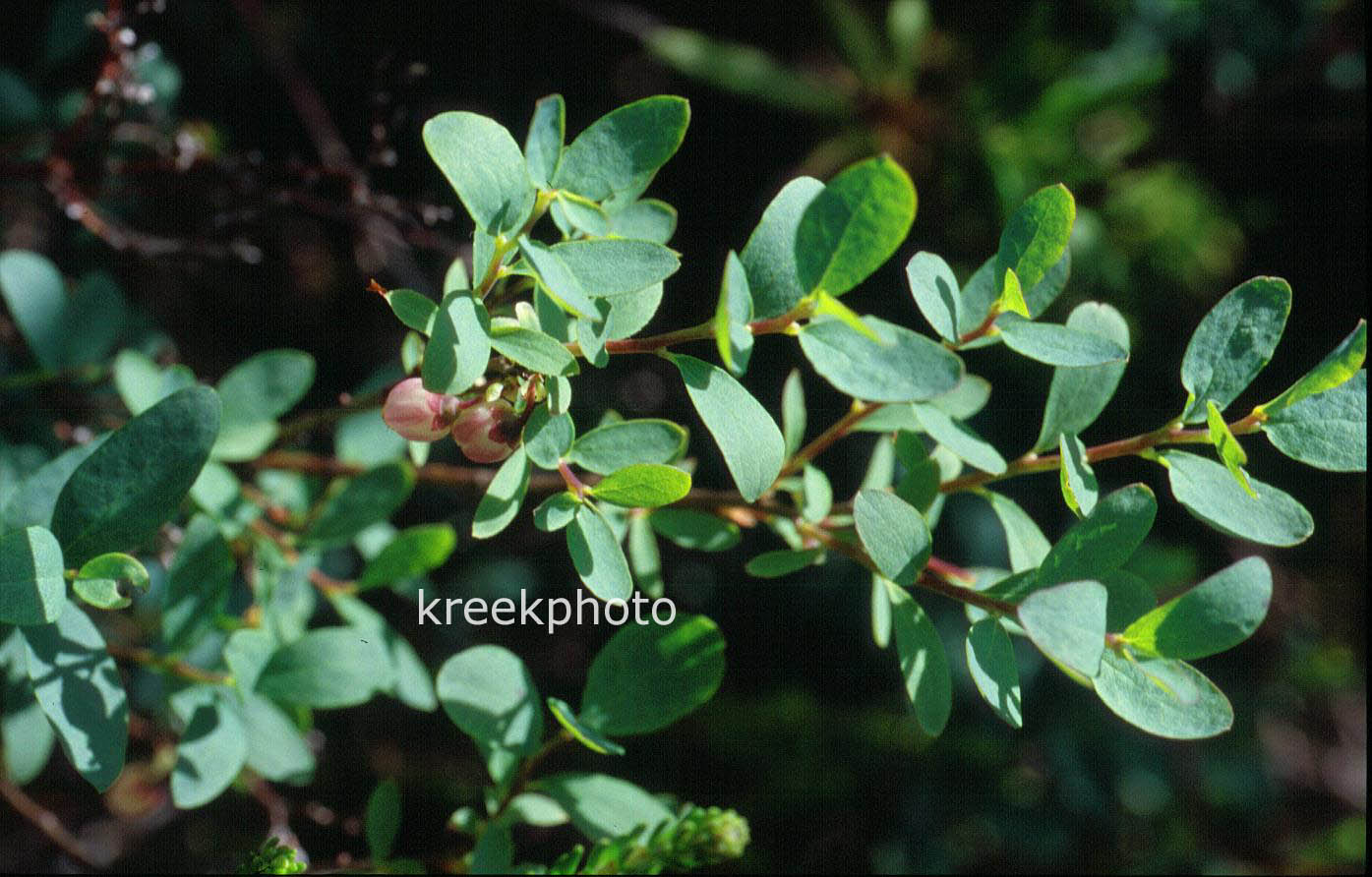 Vaccinium caespitosum