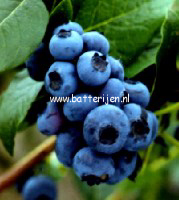 Vaccinium corymbosum 'Bluejay'