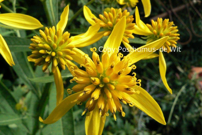 Verbesina alternifolia Verbesina alternifolia