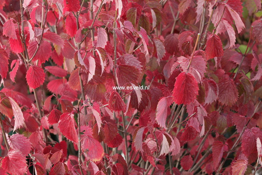 Viburnum dentatum 'Christom' (BLUE MUFFIN) (76778)