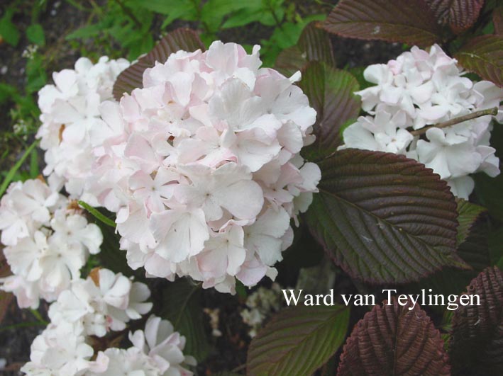 Viburnum plicatum 'Kern's Pink'