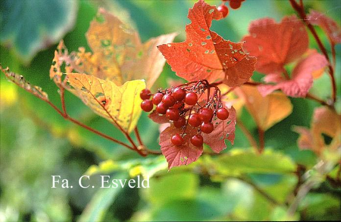Viburnum trilobum 'Darts Graduate'