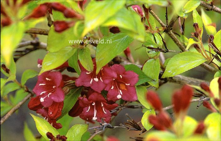 Weigela 'Briant Rubidor' (OLYMPIADE) (17916)