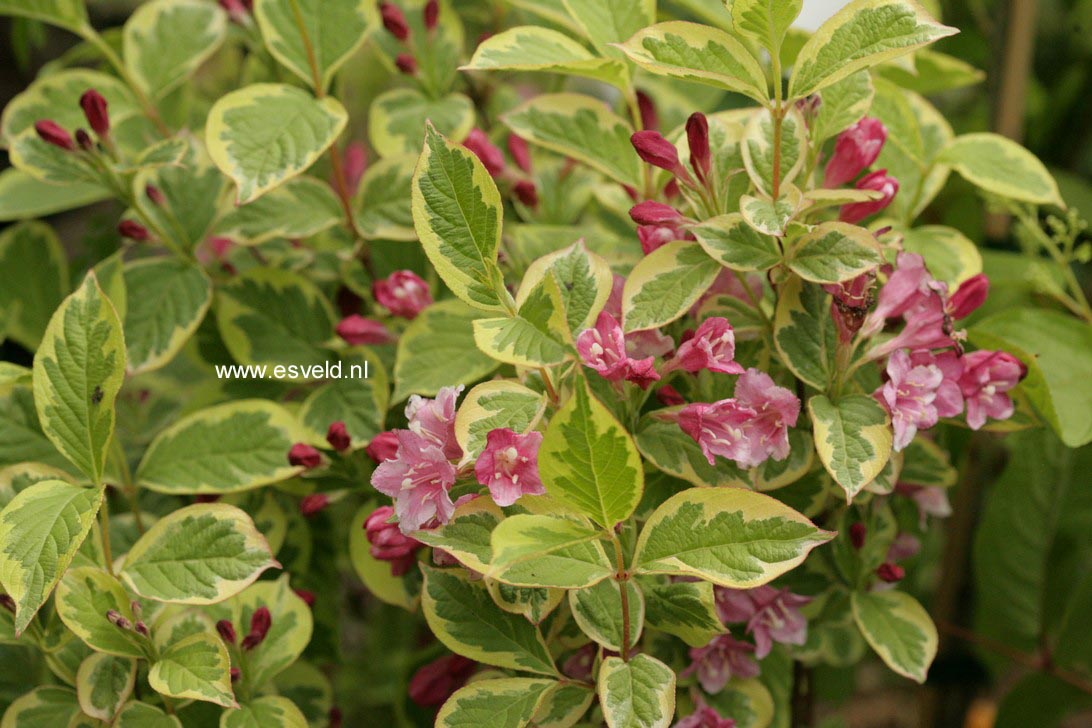Weigela 'Kosteriana Variegata' (76407)