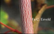 Acer pensylvanicum 'Erythrocladum'