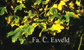 Acer platanoides 'Emerald Queen'