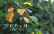 Acer stachyophyllum