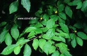 Lindera praecox