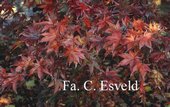 Acer palmatum 'Tsukushi gata'