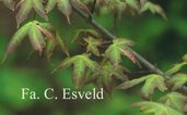 Acer truncatum 'Akikaze nishiki'