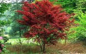 Acer palmatum 'Chishio'
