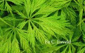 Acer palmatum 'Filigree'