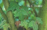 Acer pectinatum ssp. laxiflorum
