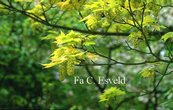 Acer pseudoplatanus