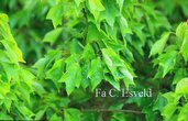 Acer buergerianum 'Mitsubatoh kaede'