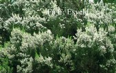 Erica arborea