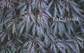 Acer palmatum 'Inaba shidare'