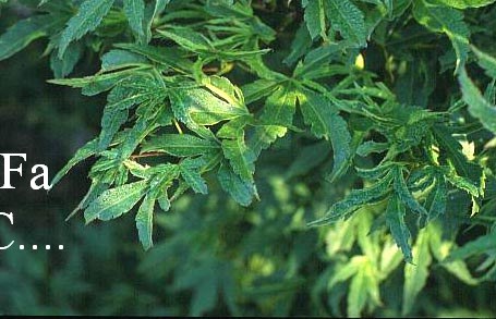 Acer palmatum 'Kaga kujaku'