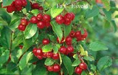 Malus 'Red Sentinel' Malus 'Red Sentinel'